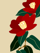 寒椿です。