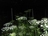 11月3日