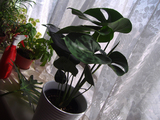 plant