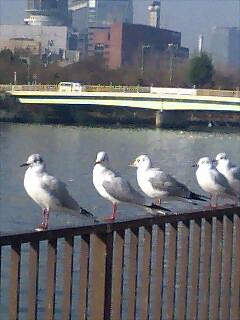 鳥