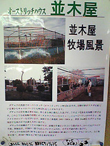新座市 だちょう牧場 並木屋 チラシ