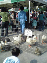 大和すみれ幼稚園 どうぶつ達1