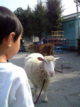 大和すみれ幼稚園 どうぶつ達3