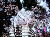 桜・護国神社