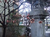 桜のつぼみ