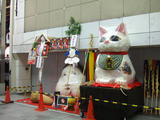 姉貴猫