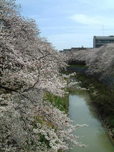 060406山崎川