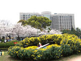 20070407鶴舞公園