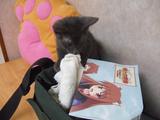 ねこ