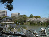 060406鶴舞公園竜ヶ池桜