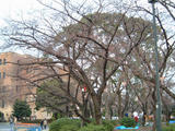 つるま公園桜宴会