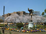 鶴舞公園 桜