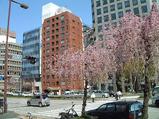 桜通サクラ0409