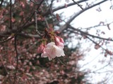 大寒桜