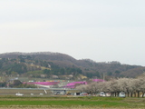 北部運動公園までの桜並木