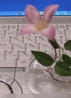 Web���󥵥�ƥ��󥰡��������ä������