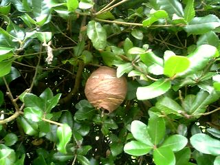 コガタスズメバチの初期の巣