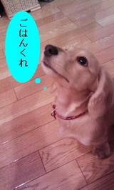 ¥á¥·¤ò¤¯¤ì