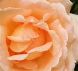 3765c577.JPG