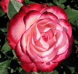 600b605c.JPG