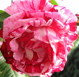 a0a81d64.jpg