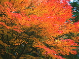 ae7d7431.jpg