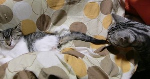 猫6