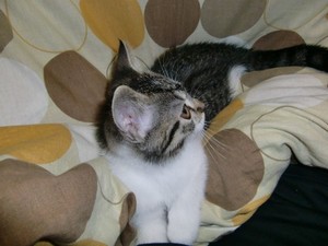 猫1