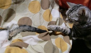 猫5