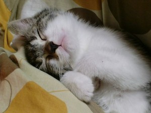 らん君寝姿