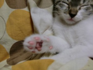 猫3