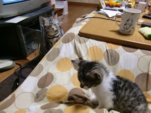 猫4