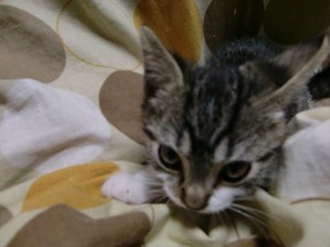 猫2