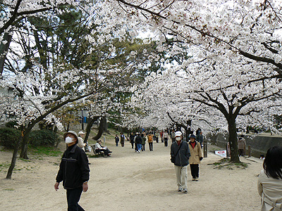 夙川の桜（その７）