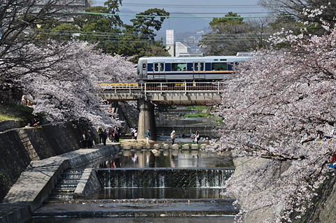 夙川の桜と321系