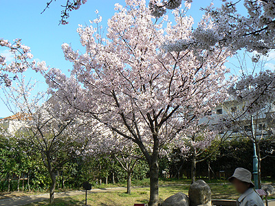 桜＠桜守公園（その２）