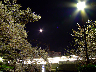夙川の夜桜（その１）