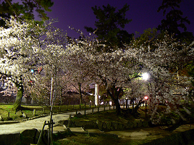 夙川の夜桜（その２）
