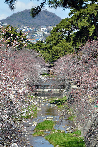 夙川の桜（その２）