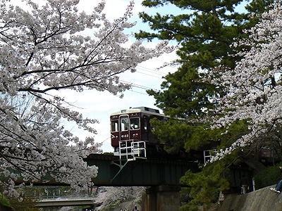 夙川の桜と阪急電車（その２）