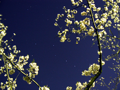 桜と北斗七星