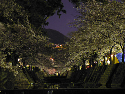 夙川の夜桜（その１１）