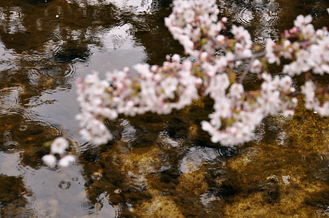 夙川の桜（その５）
