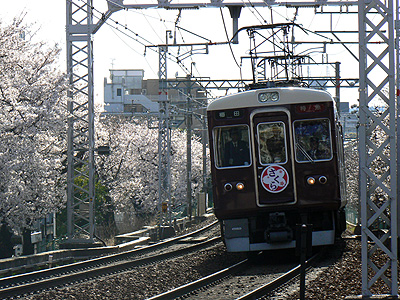 桜と阪急電車＠岡本付近（その３）