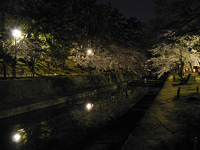 夙川の夜桜（その９）