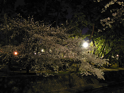 夙川の夜桜（その８）