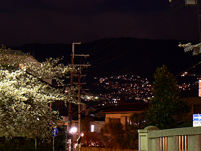 夙川の夜桜（その３）