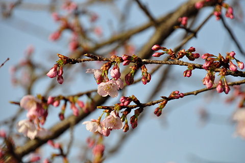甲賀駅の桜