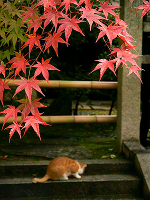 紅葉と神社猫