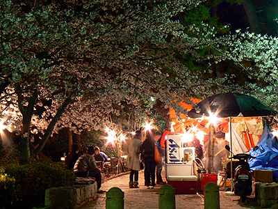 夙川の夜桜（その６）